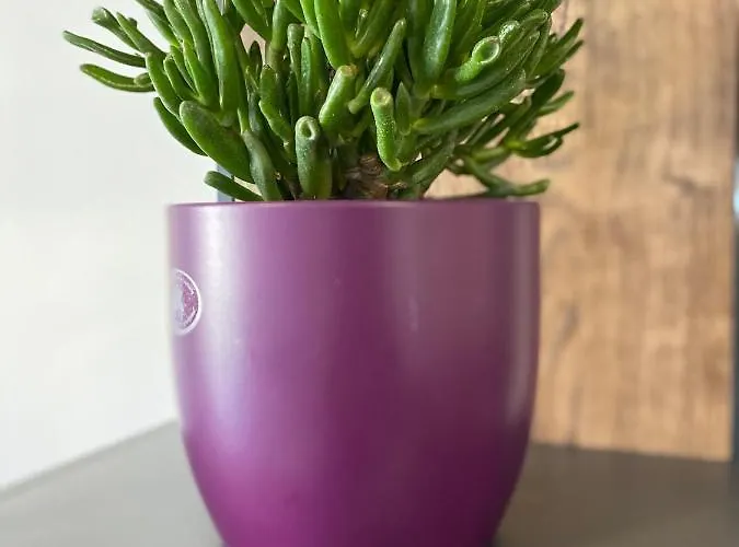 Grandpa Garo Apartamento Zadar